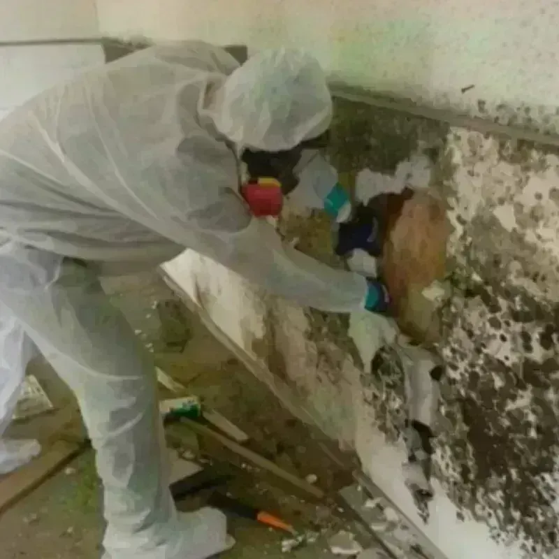 Mold Remediation and Removal in Mountain City, GA